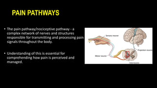 PAIN PATHWAYS
• The pain pathway/nociceptive pathway - a
complex network of nerves and structures
responsible for transmitting and processing pain
signals throughout the body.
• Understanding of this is essential for
comprehending how pain is perceived and
managed.
 