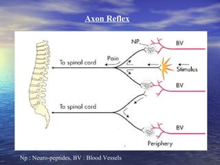 Axon Reflex

Np : Neuro-peptides, BV : Blood Vessels

 