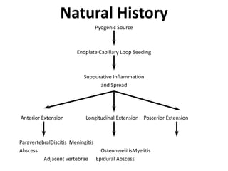 Natural HistoryPyogenic SourceEndplate Capillary Loop SeedingSuppurative Inflammationand Spread Anterior Extension                 Longitudinal Extension    Posterior ExtensionParavertebralDiscitis  MeningitisAbscess                    			          OsteomyelitisMyelitis 		          Adjacent vertebrae      Epidural Abscess