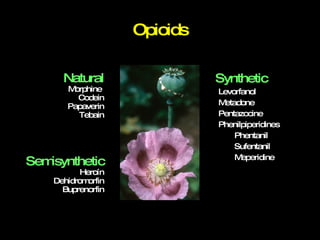 Opioids Synthetic Levorfanol Metadone Pentazocine Phenilpiperidines Phentanil Sufentanil Meperidine Semisynthetic Heroín Dehidromorfin Buprenorfin Natural Morphine  Codein Papaverin Tebain 