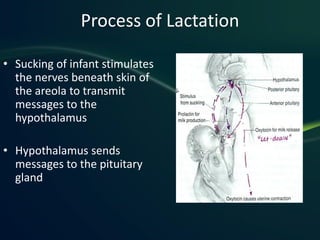 Process of Lactation

• Sucking of infant stimulates
  the nerves beneath skin of
  the areola to transmit
  messages to the
  hypothalamus

• Hypothalamus sends
  messages to the pituitary
  gland
 