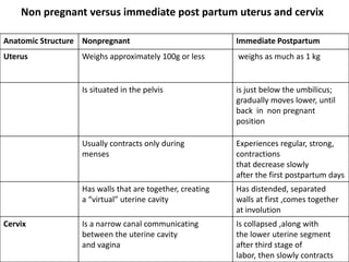 Non pregnant versus immediate post partum uterus and cervix
Anatomic Structure Nonpregnant Immediate Postpartum
Uterus Weighs approximately 100g or less weighs as much as 1 kg
Is situated in the pelvis is just below the umbilicus;
gradually moves lower, until
back in non pregnant
position
Usually contracts only during
menses
Experiences regular, strong,
contractions
that decrease slowly
after the first postpartum days
Has walls that are together, creating
a “virtual” uterine cavity
Has distended, separated
walls at first ,comes together
at involution
Cervix Is a narrow canal communicating
between the uterine cavity
and vagina
Is collapsed ,along with
the lower uterine segment
after third stage of
labor, then slowly contracts
 