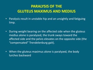 PARALYSIS OF THE
GLUTEUS MAXIMUS AND MEDIUS
• Paralysis result in unstable hip and an unsightly and fatiguing
limp.
• During weight bearing on the affected side when the gluteus
medius alone is paralyzed, the trunk sways toward the
affected side and the pelvis elevates on the opposite side (the
“compensated” Trendelenburg gait).
• When the gluteus maximus alone is paralyzed, the body
lurches backward
 