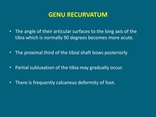 GENU RECURVATUM
• The angle of their articular surfaces to the long axis of the
tibia which is normally 90 degrees becomes more acute.
• The proximal third of the tibial shaft bows posteriorly
• Partial subluxation of the tibia may gradually occur.
• There is frequently calcaneus deformity of foot.
 