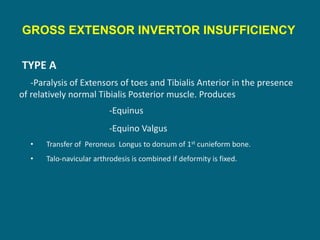 GROSS EXTENSOR INVERTOR INSUFFICIENCY
TYPE A
-Paralysis of Extensors of toes and Tibialis Anterior in the presence
of relatively normal Tibialis Posterior muscle. Produces
-Equinus
-Equino Valgus
• Transfer of Peroneus Longus to dorsum of 1st cunieform bone.
• Talo-navicular arthrodesis is combined if deformity is fixed.
 