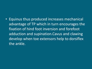 • Equinus thus produced increases mechanical
advantage of TP which in turn encourages the
fixation of hind foot inversion and forefoot
adduction and supination.Cavus and clawing
develop when toe extensors help to dorsiflex
the ankle.
 