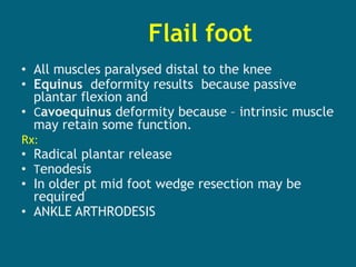 Flail foot
• All muscles paralysed distal to the knee
• Equinus deformity results because passive
plantar flexion and
• Cavoequinus deformity because – intrinsic muscle
may retain some function.
Rx:
• Radical plantar release
• Tenodesis
• In older pt mid foot wedge resection may be
required
• ANKLE ARTHRODESIS
 