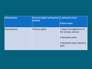Infraspinatus Posterior glider (acting from
behind)
1.Latissimus dorsi
2.Teres major
Subscapularis Posterior glider 1.Upper two digitations of
the serratus anterior
2.Pectoralis minor
3.Pectoralis major (whole or
part)
 