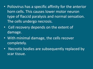 • Poliovirus has a specific affinity for the anterior
horn cells. This causes lower motor neuron
type of flaccid paralysis and normal sensation.
The cells undergo necrosis.
• Cell recovery depends on the extent of
damage.
• With minimal damage, the cells recover
completely.
• Necrotic bodies are subsequently replaced by
scar tissue.
 