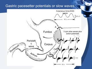Gastric pacesetter potentials or slow waves
Cutaneous 3cmp EGG
waves

Fundus

Peristalti
c
wave

Corpus

3 cpm slow waves plus
action potentials

 