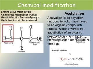 Chemical modification 
1.Amino Group Modification: 
Amino group modification involves 
the addition of a functional group at 
the N terminus of the amino acid 
Acetylation 
Acetyaltion is an acylation 
(introduction of an acyl group 
to an organic compound) 
process which involves the 
substitution of an organic 
group of acetic acid for an 
active hydrogen atom at the N-terminus. 
N-α-acetyl transferase 
 