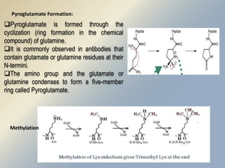 Pyroglutamate Formation: 
Pyroglutamate is formed through the 
cyclization (ring formation in the chemical 
compound) of glutamine. 
It is commonly observed in antibodies that 
contain glutamate or glutamine residues at their 
N-termini. 
The amino group and the glutamate or 
glutamine condenses to form a five-member 
ring called Pyroglutamate. 
Methylation 
 