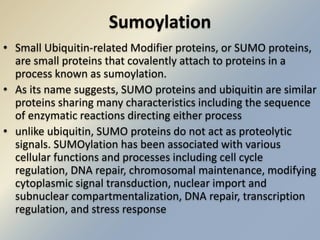 Sumoylation 
• Small Ubiquitin-related Modifier proteins, or SUMO proteins, 
are small proteins that covalently attach to proteins in a 
process known as sumoylation. 
• As its name suggests, SUMO proteins and ubiquitin are similar 
proteins sharing many characteristics including the sequence 
of enzymatic reactions directing either process 
• unlike ubiquitin, SUMO proteins do not act as proteolytic 
signals. SUMOylation has been associated with various 
cellular functions and processes including cell cycle 
regulation, DNA repair, chromosomal maintenance, modifying 
cytoplasmic signal transduction, nuclear import and 
subnuclear compartmentalization, DNA repair, transcription 
regulation, and stress response 
 