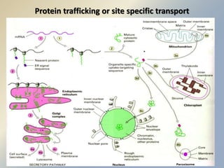 Protein trafficking or site specific transport 
 