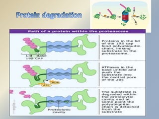 Post tranlational modification