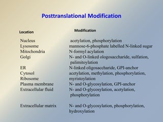 Posttranslational Modification 
Location Modification 
Nucleus acetylation, phosphorylation 
Lysosome mannose-6-phosphate labelled N-linked sugar 
Mitochondria N-formyl acylation 
Golgi N- and O-linked ologosaccharide, sulfation, 
palimitoylation 
ER N-linked oligosaccharide, GPI-anchor 
Cytosol acetylation, methylation, phosphorylation, 
Ribosome myristoylation 
Plasma membrane N- and O-glycosylation, GPI-anchor 
Extracellular fluid N- and O-glycosylation, acetylation, 
phosphorylation 
Extracellular matrix N- and O-glycosylation, phosphorylation, 
hydroxylation 
 