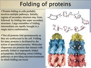 Folding of proteins 
Protein folding in cells probably 
involves multiple pathways. Initially, 
regions of secondary structure may form, 
followed by folding into super secondary 
structures. Large ensembles of folding 
intermediates are rapidly brought to a 
single native conformation. 
Not all proteins fold spontaneously as 
they are synthesized in the cell. Folding 
for many proteins is facilitated by the 
action of specialized proteins. Molecular 
chaperones are proteins that interact with 
partially folded or improperly folded 
polypeptides, facilitating correct folding 
pathways or providing microenvironments 
in which folding can occur. 
 