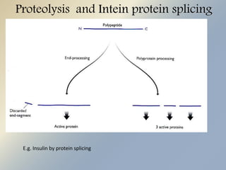 Proteolysis and Intein protein splicing 
E.g. Insulin by protein splicing 
 