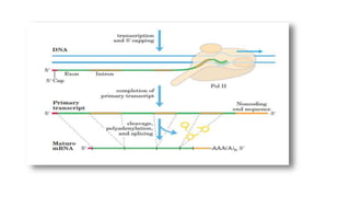 Post transcriptional modification | PPTX