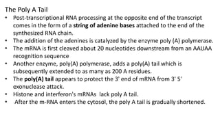 The Poly A Tail
• Post-transcriptional RNA processing at the opposite end of the transcript
comes in the form of a string of adenine bases attached to the end of the
synthesized RNA chain.
• The addition of the adenines is catalyzed by the enzyme poly (A) polymerase.
• The mRNA is first cleaved about 20 nucleotides downstream from an AAUAA
recognition sequence
• Another enzyme, poly(A) polymerase, adds a poly(A) tail which is
subsequently extended to as many as 200 A residues.
• The poly(A) tail appears to protect the 3' end of mRNA from 3' 5'
exonuclease attack.
• Histone and interferon's mRNAs lack poly A tail.
• After the m-RNA enters the cytosol, the poly A tail is gradually shortened.
 