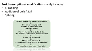 Post transcriptional modification mainly includes
• 5’ capping
• Addition of poly A tail
• Splicing
 
