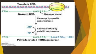 Post transcriptional modification | PPTX
