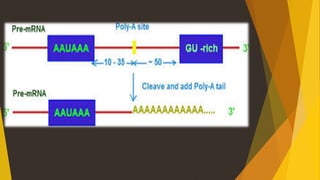 Post transcriptional modification | PPTX