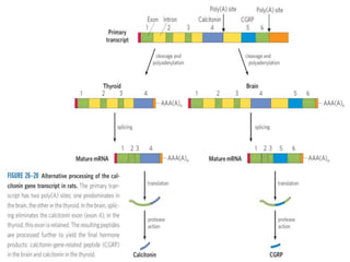 Post transcriptional modifications | PPTX
