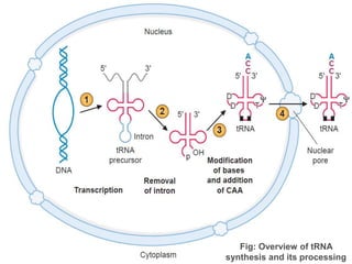 Post transcriptional modifications | PPTX