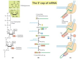 Post transcriptional modifications | PPTX