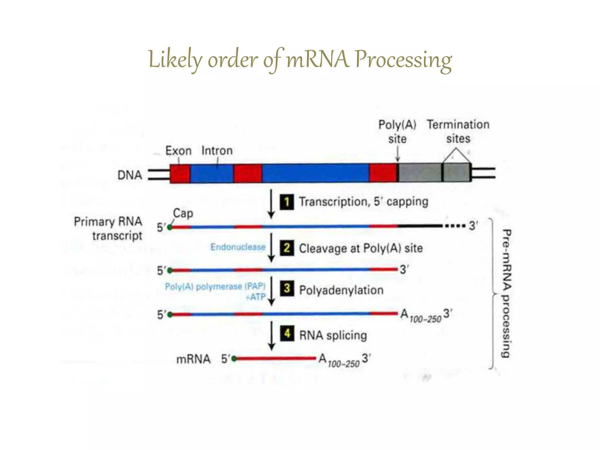 Likely order of mRNA Processing
 