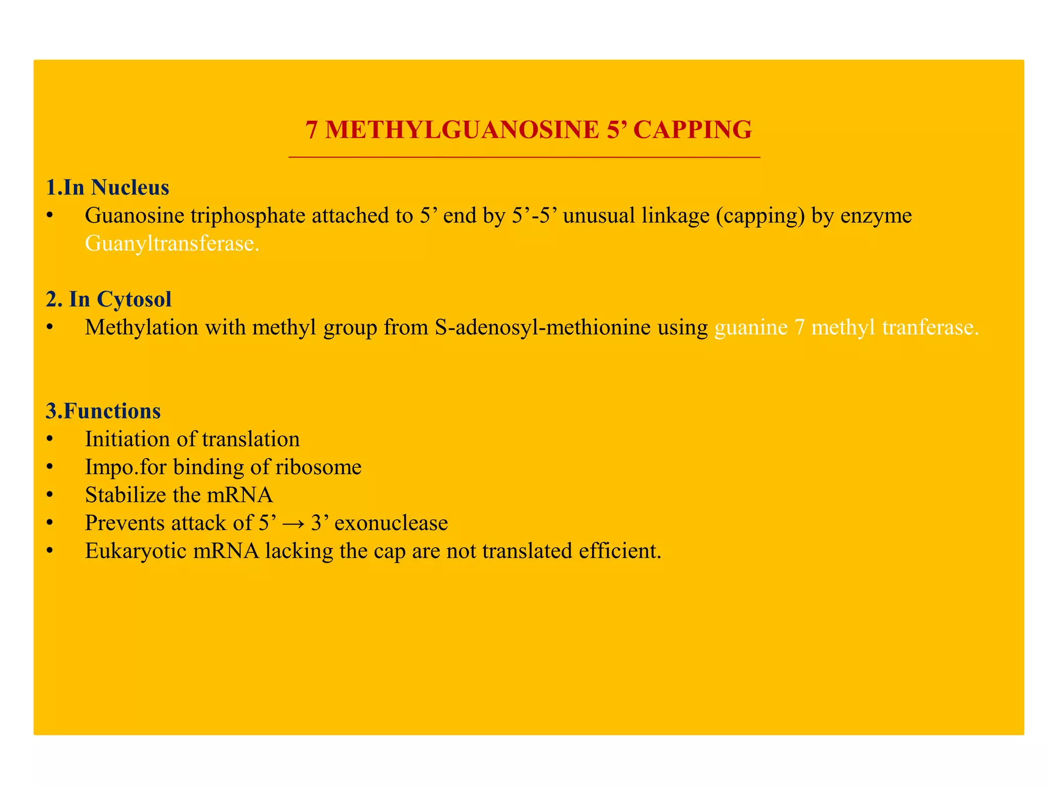 7 METHYLGUANOSINE 5’ CAPPING
1.In Nucleus
• Guanosine triphosphate attached to 5’ end by 5’-5’ unusual linkage (capping) by enzyme
Guanyltransferase.
2. In Cytosol
• Methylation with methyl group from S-adenosyl-methionine using guanine 7 methyl tranferase.
3.Functions
• Initiation of translation
• Impo.for binding of ribosome
• Stabilize the mRNA
• Prevents attack of 5’ → 3’ exonuclease
• Eukaryotic mRNA lacking the cap are not translated efficient.
 