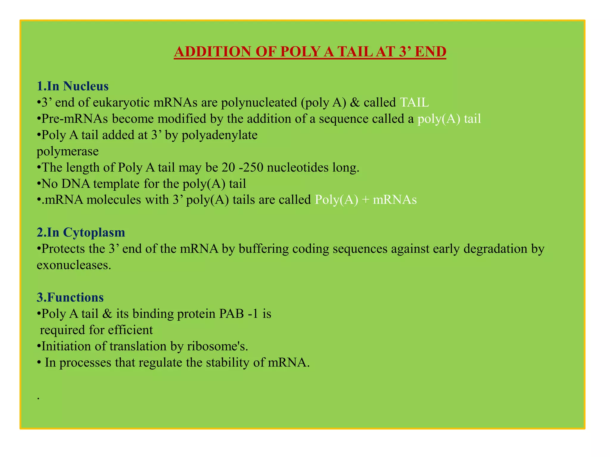 1.In Nucleus
•3’ end of eukaryotic mRNAs are polynucleated (poly A) & called TAIL
•Pre-mRNAs become modified by the addition of a sequence called a poly(A) tail
•Poly A tail added at 3’ by polyadenylate
polymerase
•The length of Poly A tail may be 20 -250 nucleotides long.
•No DNA template for the poly(A) tail
•.mRNA molecules with 3’ poly(A) tails are called Poly(A) + mRNAs
2.In Cytoplasm
•Protects the 3’ end of the mRNA by buffering coding sequences against early degradation by
exonucleases.
3.Functions
•Poly A tail & its binding protein PAB -1 is
required for efficient
•Initiation of translation by ribosome's.
• In processes that regulate the stability of mRNA.
.
ADDITION OF POLY A TAILAT 3’ END
 