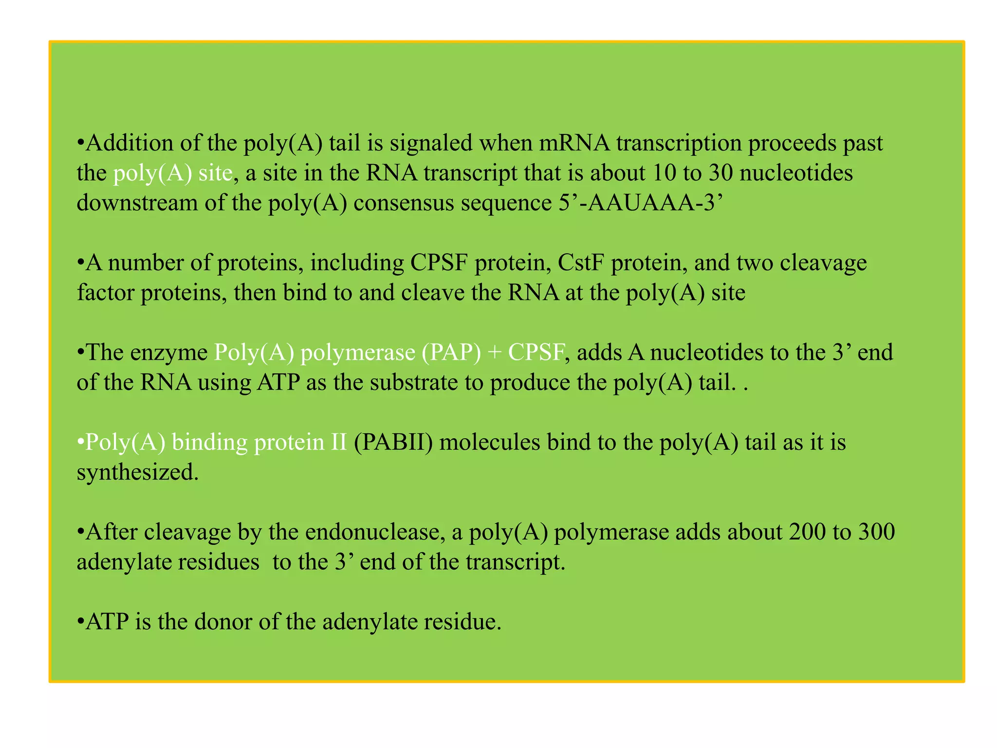•Addition of the poly(A) tail is signaled when mRNA transcription proceeds past
the poly(A) site, a site in the RNA transcript that is about 10 to 30 nucleotides
downstream of the poly(A) consensus sequence 5’-AAUAAA-3’
•A number of proteins, including CPSF protein, CstF protein, and two cleavage
factor proteins, then bind to and cleave the RNA at the poly(A) site
•The enzyme Poly(A) polymerase (PAP) + CPSF, adds A nucleotides to the 3’ end
of the RNA using ATP as the substrate to produce the poly(A) tail. .
•Poly(A) binding protein II (PABII) molecules bind to the poly(A) tail as it is
synthesized.
•After cleavage by the endonuclease, a poly(A) polymerase adds about 200 to 300
adenylate residues to the 3’ end of the transcript.
•ATP is the donor of the adenylate residue.
 
