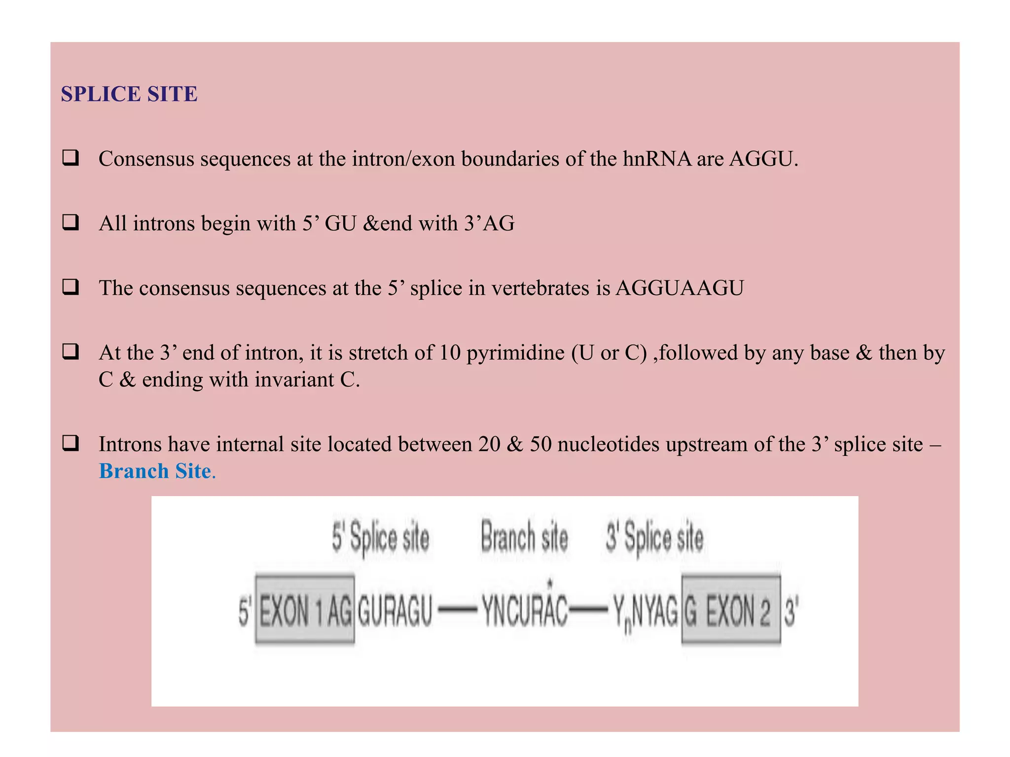SPLICE SITE
 Consensus sequences at the intron/exon boundaries of the hnRNA are AGGU.
 All introns begin with 5’ GU &end with 3’AG
 The consensus sequences at the 5’ splice in vertebrates is AGGUAAGU
 At the 3’ end of intron, it is stretch of 10 pyrimidine (U or C) ,followed by any base & then by
C & ending with invariant C.
 Introns have internal site located between 20 & 50 nucleotides upstream of the 3’ splice site –
Branch Site.
 