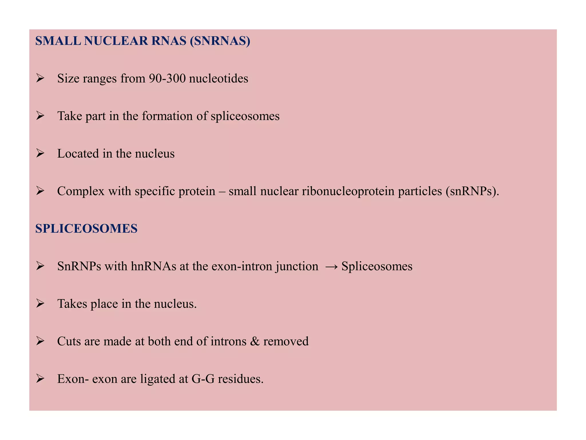 SMALL NUCLEAR RNAS (SNRNAS)
 Size ranges from 90-300 nucleotides
 Take part in the formation of spliceosomes
 Located in the nucleus
 Complex with specific protein – small nuclear ribonucleoprotein particles (snRNPs).
SPLICEOSOMES
 SnRNPs with hnRNAs at the exon-intron junction → Spliceosomes
 Takes place in the nucleus.
 Cuts are made at both end of introns & removed
 Exon- exon are ligated at G-G residues.
 