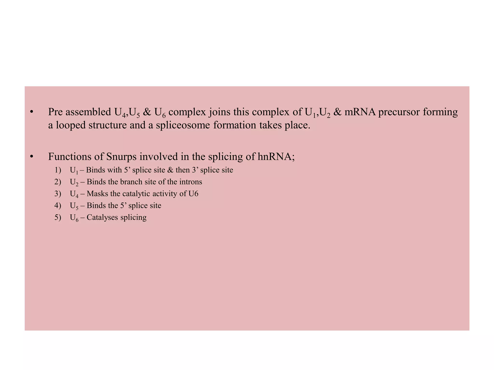 • Pre assembled U4,U5 & U6 complex joins this complex of U1,U2 & mRNA precursor forming
a looped structure and a spliceosome formation takes place.
• Functions of Snurps involved in the splicing of hnRNA;
1) U1 – Binds with 5’ splice site & then 3’ splice site
2) U2 – Binds the branch site of the introns
3) U4 – Masks the catalytic activity of U6
4) U5 – Binds the 5’ splice site
5) U6 – Catalyses splicing
 