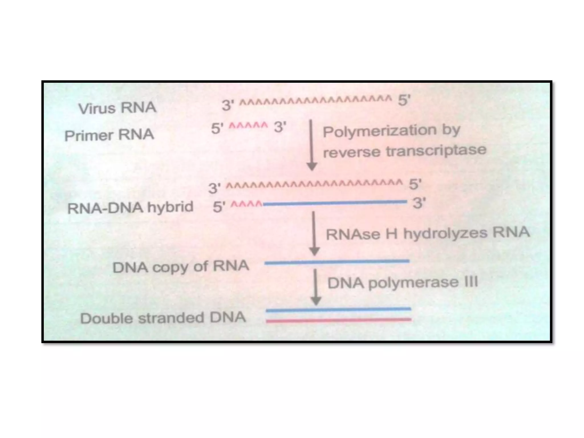 Post transcriptional processing