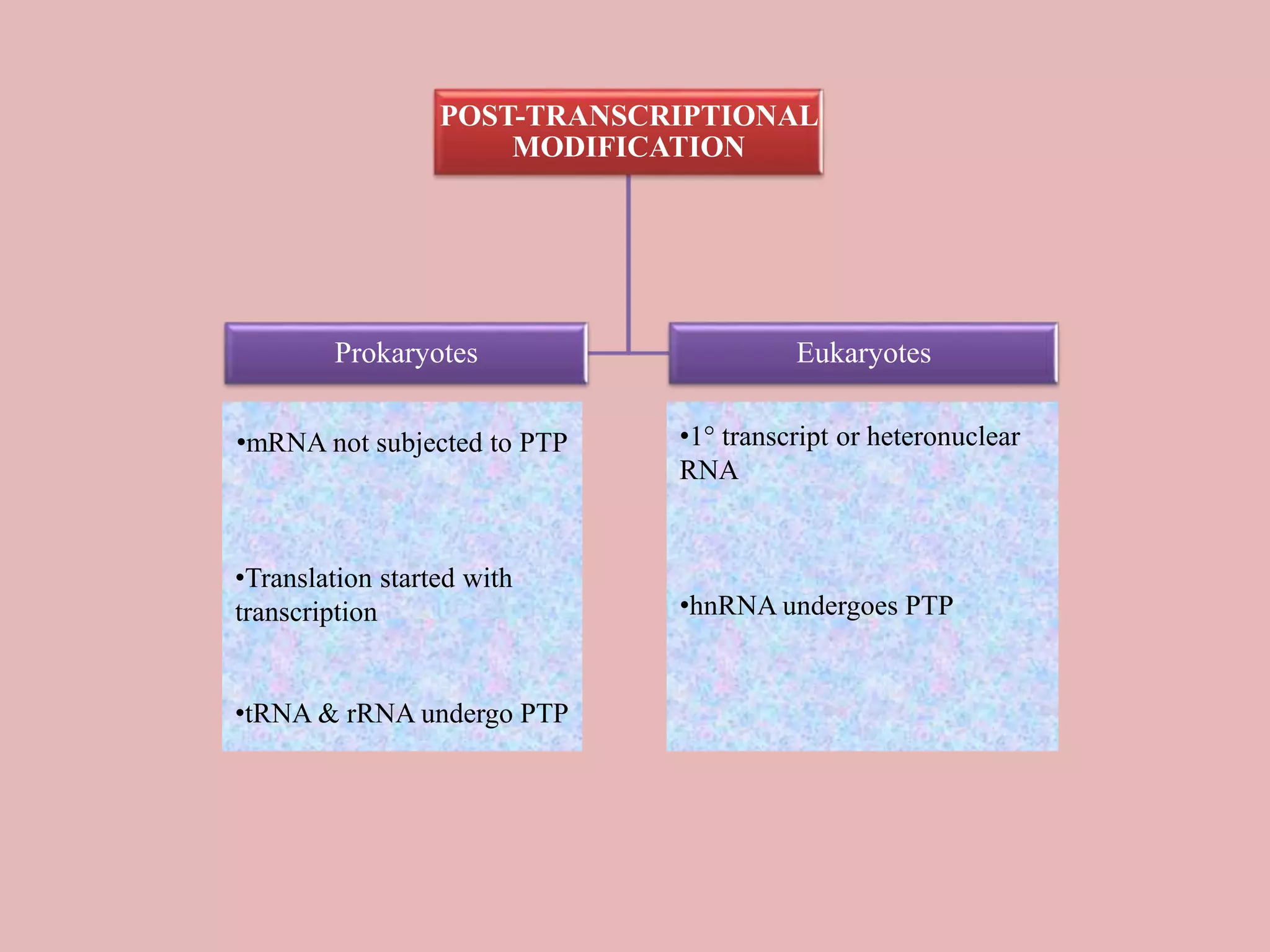 POST-TRANSCRIPTIONAL
MODIFICATION
Prokaryotes Eukaryotes
•mRNA not subjected to PTP
•Translation started with
transcription
•tRNA & rRNA undergo PTP
•1° transcript or heteronuclear
RNA
•hnRNA undergoes PTP
 