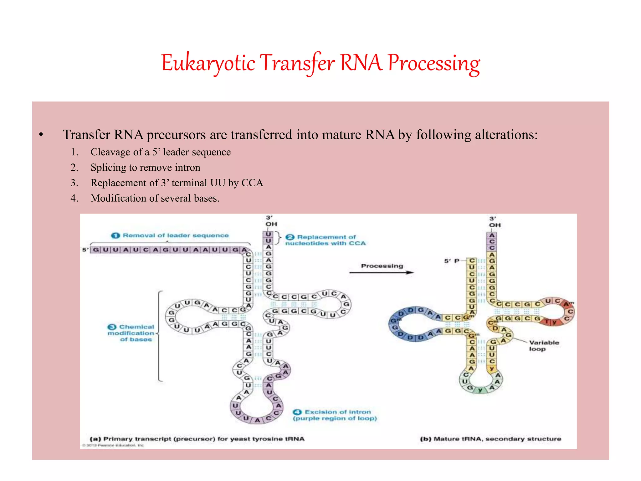Eukaryotic Transfer RNA Processing
• Transfer RNA precursors are transferred into mature RNA by following alterations:
1. Cleavage of a 5’ leader sequence
2. Splicing to remove intron
3. Replacement of 3’ terminal UU by CCA
4. Modification of several bases.
 