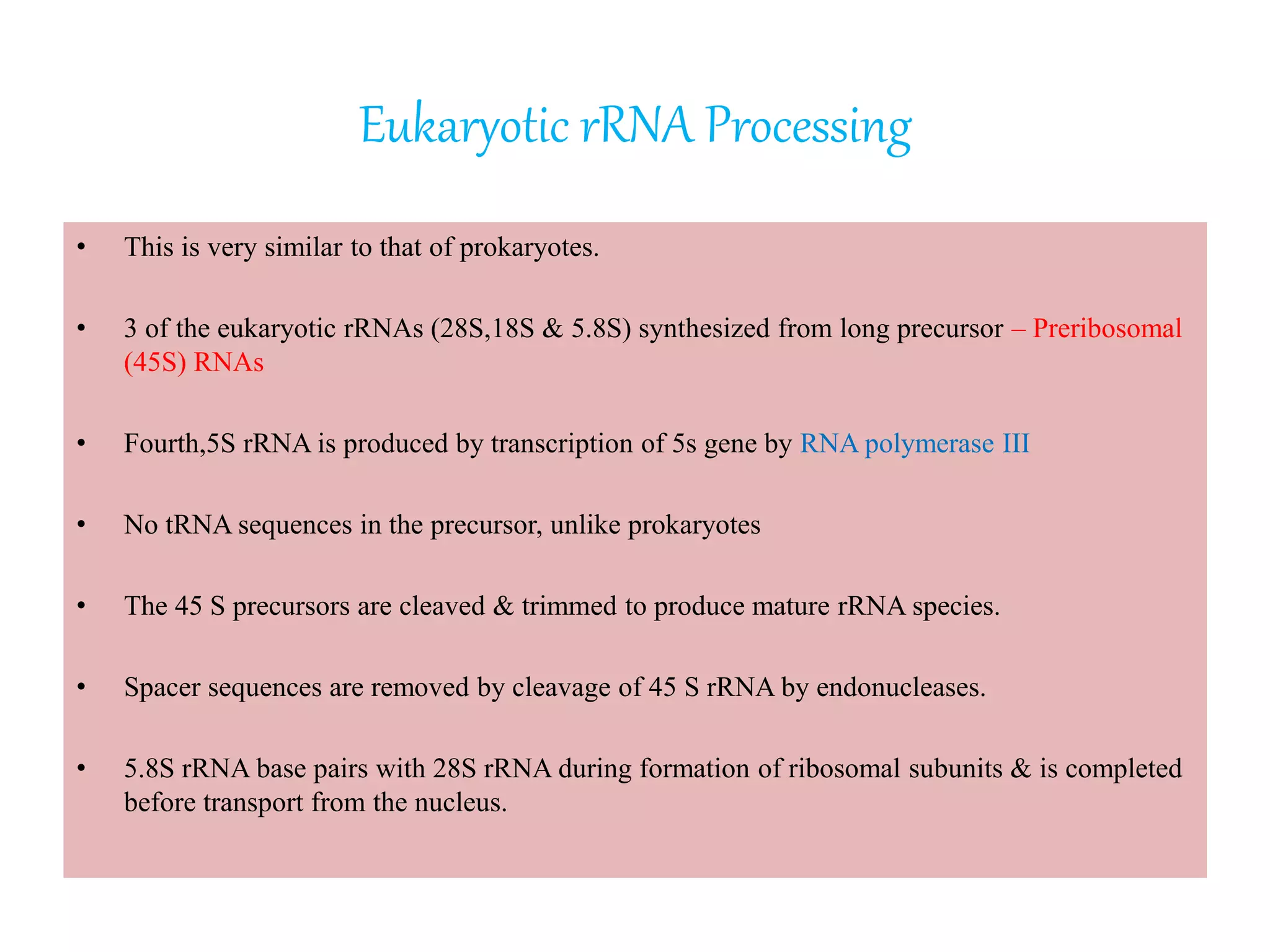 Eukaryotic rRNA Processing
• This is very similar to that of prokaryotes.
• 3 of the eukaryotic rRNAs (28S,18S & 5.8S) synthesized from long precursor – Preribosomal
(45S) RNAs
• Fourth,5S rRNA is produced by transcription of 5s gene by RNA polymerase III
• No tRNA sequences in the precursor, unlike prokaryotes
• The 45 S precursors are cleaved & trimmed to produce mature rRNA species.
• Spacer sequences are removed by cleavage of 45 S rRNA by endonucleases.
• 5.8S rRNA base pairs with 28S rRNA during formation of ribosomal subunits & is completed
before transport from the nucleus.
 
