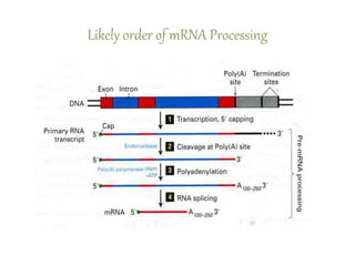 Likely order of mRNA Processing
 
