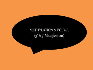 METHYLATION & POLY-A
(5’ & 3’ Modification)
 