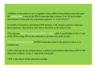 •Addition of the poly(A) tail is signaled when mRNA transcription proceeds past
the poly(A) site, a site in the RNA transcript that is about 10 to 30 nucleotides
downstream of the poly(A) consensus sequence 5’-AAUAAA-3’
•A number of proteins, including CPSF protein, CstF protein, and two cleavage
factor proteins, then bind to and cleave the RNA at the poly(A) site
•The enzyme Poly(A) polymerase (PAP) + CPSF, adds A nucleotides to the 3’ end
of the RNA using ATP as the substrate to produce the poly(A) tail. .
•Poly(A) binding protein II (PABII) molecules bind to the poly(A) tail as it is
synthesized.
•After cleavage by the endonuclease, a poly(A) polymerase adds about 200 to 300
adenylate residues to the 3’ end of the transcript.
•ATP is the donor of the adenylate residue.
 