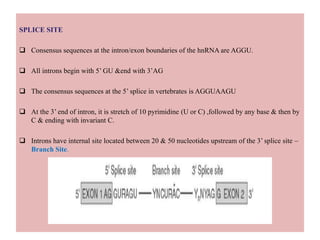 SPLICE SITE
 Consensus sequences at the intron/exon boundaries of the hnRNA are AGGU.
 All introns begin with 5’ GU &end with 3’AG
 The consensus sequences at the 5’ splice in vertebrates is AGGUAAGU
 At the 3’ end of intron, it is stretch of 10 pyrimidine (U or C) ,followed by any base & then by
C & ending with invariant C.
 Introns have internal site located between 20 & 50 nucleotides upstream of the 3’ splice site –
Branch Site.
 