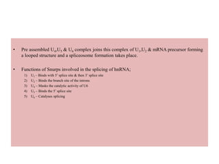 • Pre assembled U4,U5 & U6 complex joins this complex of U1,U2 & mRNA precursor forming
a looped structure and a spliceosome formation takes place.
• Functions of Snurps involved in the splicing of hnRNA;
1) U1 – Binds with 5’ splice site & then 3’ splice site
2) U2 – Binds the branch site of the introns
3) U4 – Masks the catalytic activity of U6
4) U5 – Binds the 5’ splice site
5) U6 – Catalyses splicing
 