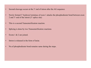 • Second cleavage occurs at the 3’ end of intron after the AG sequence.
• Newly formed 3’ hydroxyl terminus of exon 1 attacks the phosphodiester bond between exon
2 and 3’-end of the intron (3’-splice site)
• This is a second Transesterification reaction.
• Splicing is done by two Transesterification reactions
• Exons 1 & 2 are joined.
• Intron is released in the form of lariat.
• No.of phosphodiester bond remains same during the steps.
 