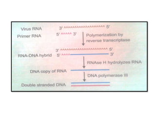 Post transcriptional processing