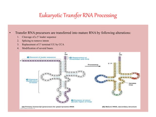 Eukaryotic Transfer RNA Processing
• Transfer RNA precursors are transferred into mature RNA by following alterations:
1. Cleavage of a 5’ leader sequence
2. Splicing to remove intron
3. Replacement of 3’ terminal UU by CCA
4. Modification of several bases.
 