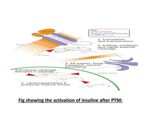 Fig showing the activation of insuline after PTM:
 